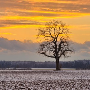 Oak Tree on snowy Fields at Sunset