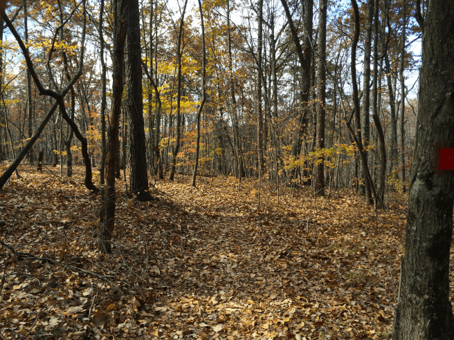 On the ridge line trail that runs from Crowder's Mountain to King's Mountain
